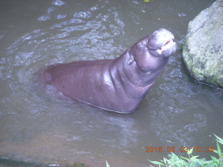 167 993. Indonesia Safari ride - hippopotamus
