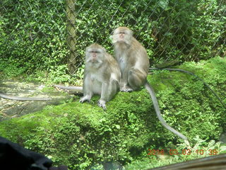 Indonesia Safari ride - monkeys +++