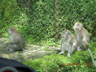178 993. Indonesia Safari ride- monkeys