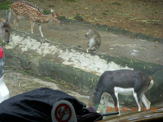 186 993. Indonesia Safari ride