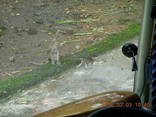 Indonesia Safari ride - monkeys