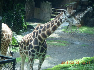 Indonesia Safari ride - giraffes