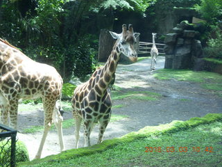 194 993. Indonesia Safari ride - giraffes