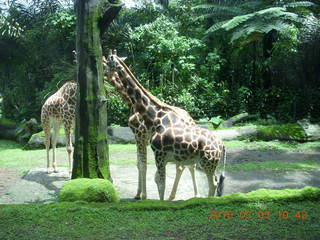 195 993. Indonesia Safari ride - giraffes