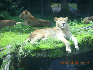 207 993. Indonesia Safari ride - lions
