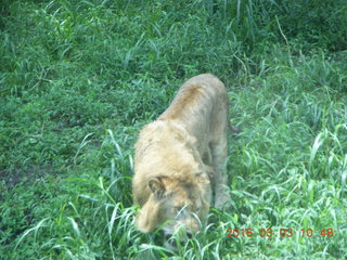 Indonesia Safari ride - lion