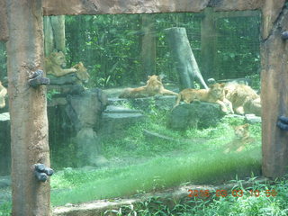 219 993. Indonesia Safari ride - lions