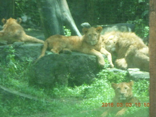 220 993. Indonesia Safari ride- lions