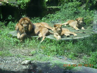 223 993. Indonesia Safari ride - lion