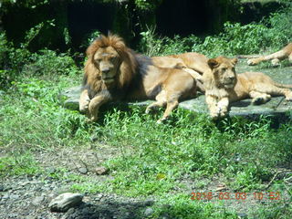 224 993. Indonesia Safari ride - lions