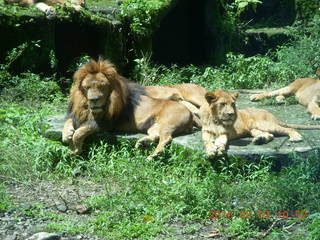 Indonesia Safari ride - lions +++