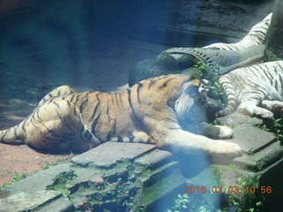 237 993. Indonesia Safari ride - tigers