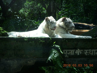 Indonesia Safari ride - tigers +++
