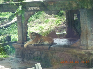 Indonesia Safari ride - tigers