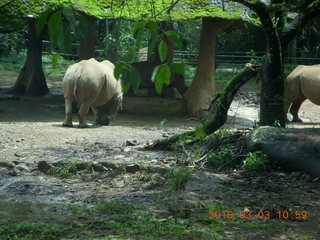 253 993. Indonesia Safari ride - rhinoceros