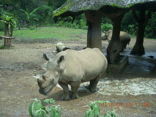 Indonesia Safari ride - rhinoceros