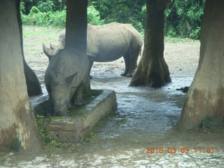 Indonesia Safari ride - rhinoceros