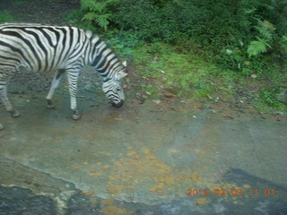 Indonesia Safari ride - zebra