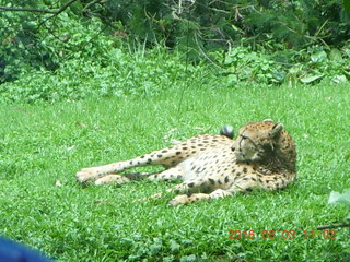 Indonesia Safari ride - cheetah