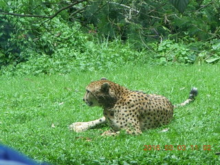 269 993. Indonesia Safari ride - cheetah