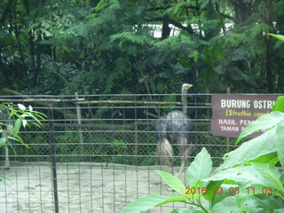 Indonesia Safari ride - ostrich