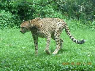 273 993. Indonesia Safari ride - cheetah