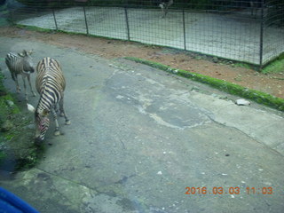 Indonesia Safari ride - zebra