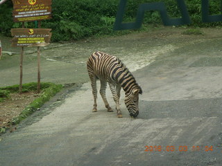 Indonesia Safari ride - zebras