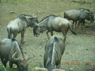 282 993. Indonesia Safari ride - buffalo