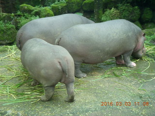 293 993. Indonesia Safari ride - hippopotamoi