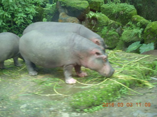 Indonesia Safari ride - hippopotamoi