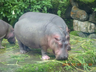297 993. Indonesia Safari ride - hippopotamoi +++
