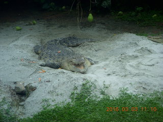 307 993. Indonesia Safari ride - crocodiles