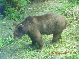 322 993. Indonesia Safari ride - bear
