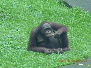 324 993. Indonesia Safari ride - orangutan