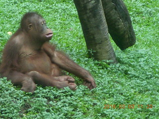 325 993. Indonesia Safari ride - orangutans