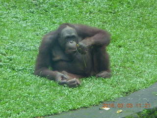 Indonesia Safari ride - orangutan