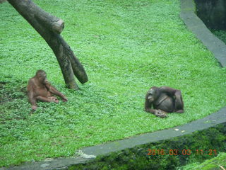327 993. Indonesia Safari ride - orangutans