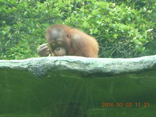 329 993. Indonesia Safari ride - orangutan