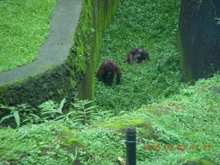 332 993. Indonesia Safari ride - orangutan
