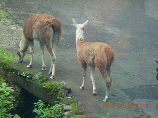 333 993. Indonesia Safari ride - llamas