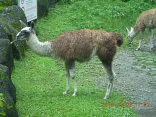 336 993. Indonesia Safari ride - llamas