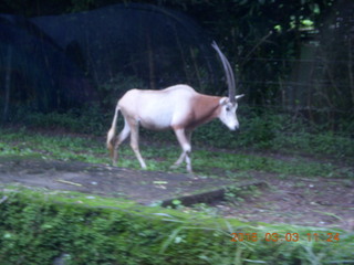 Indonesia Safari ride - antelope