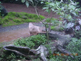 Indonesia Safari ride - beaver