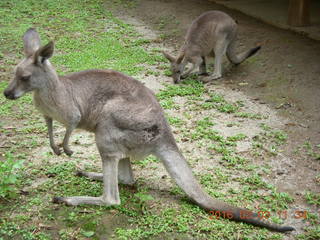 355 993. Indonesia Baby Zoo - kangaroos