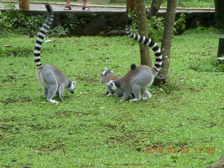 361 993. Indonesia Baby Zoo - lemurs