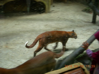 Indonesia Baby Zoo- kangaroos