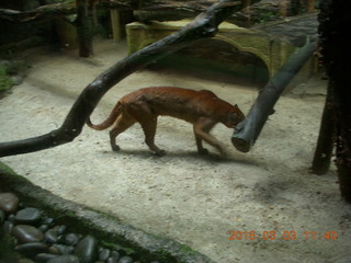 368 993. Indonesia Baby Zoo - bobcat