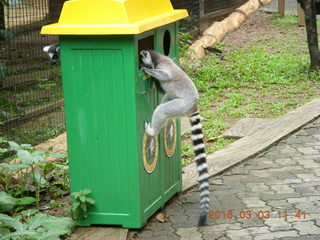 Indonesia Baby Zoo - lemur