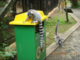 373 993. Indonesia Baby Zoo - lemur